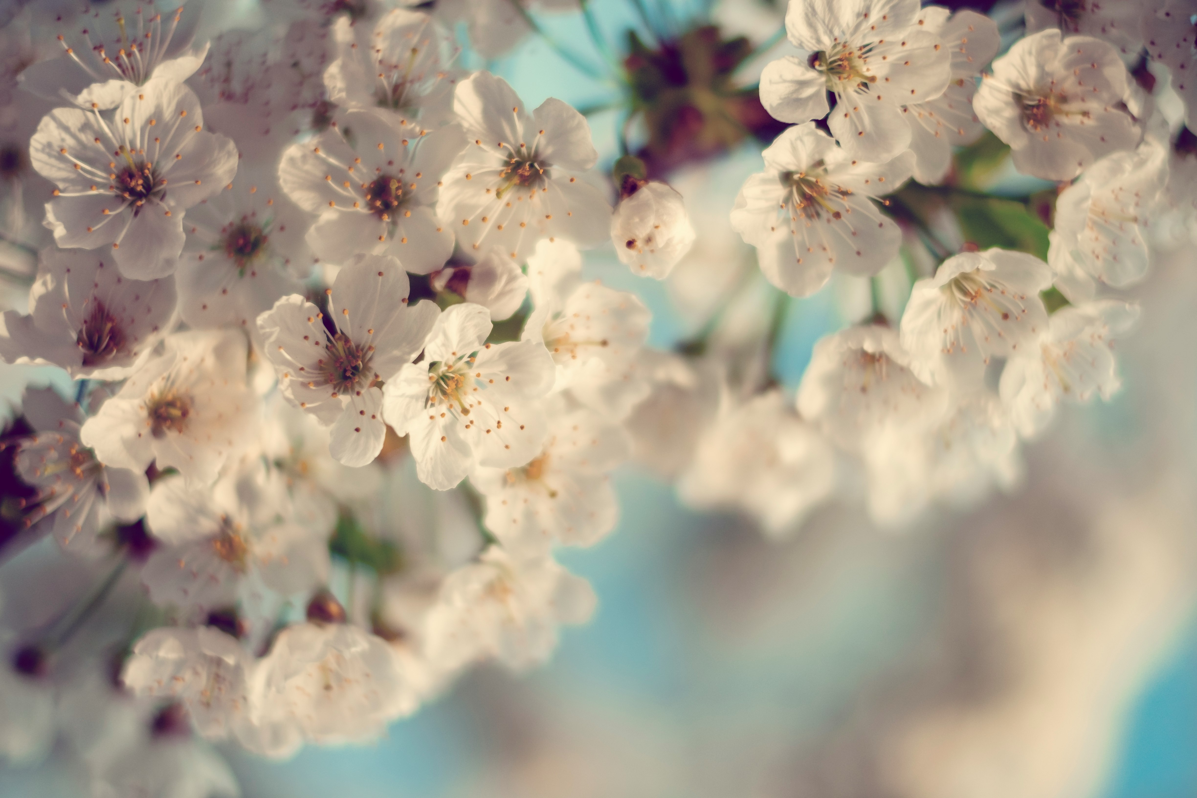 selective focused photo of cherry blossom tree